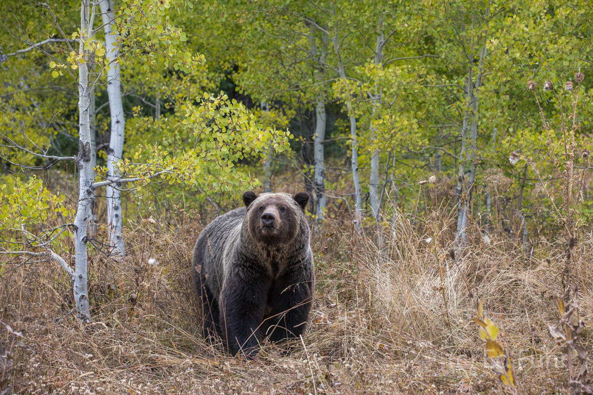 A large grizzly boar emerges from a nearby thicket.