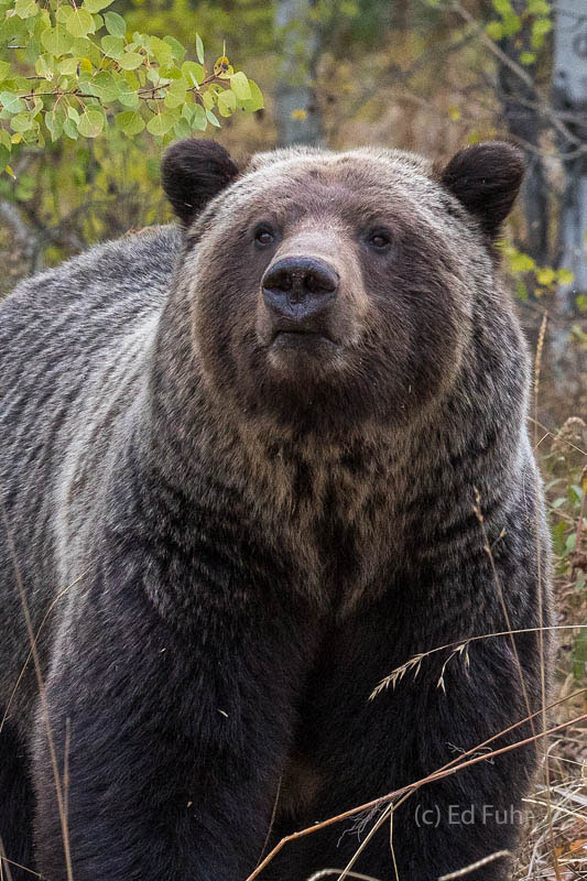 Nicknamed Bruno, a large grizzly boar poses before striding into the willow thicket.