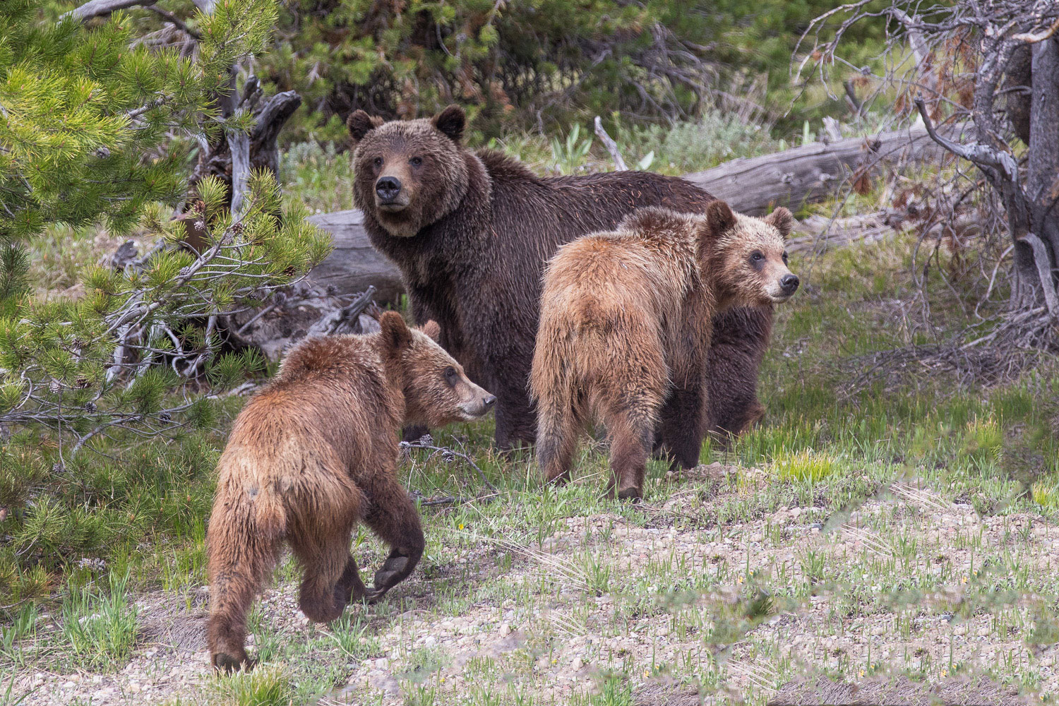 Anxious Grizzly 399 and her two subadult adults take an anxious look as a large adult male bear enters the meadow where they had been...