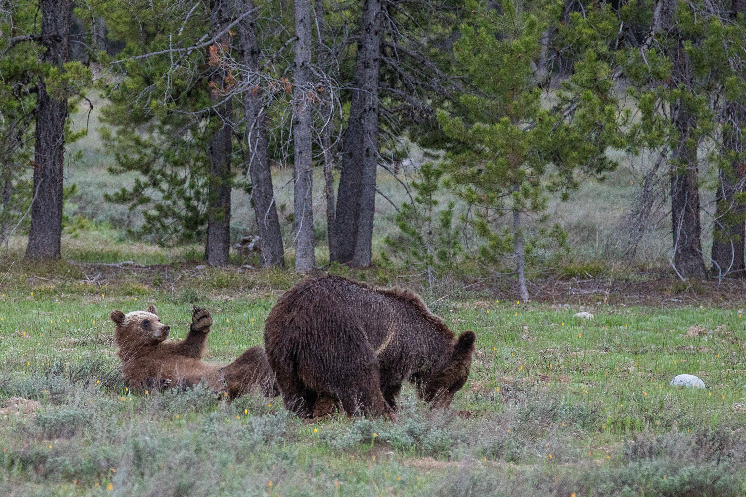 Back Scratch One of 399' s cubs enjoys a back scratch as 399 continues her relentless feeding.