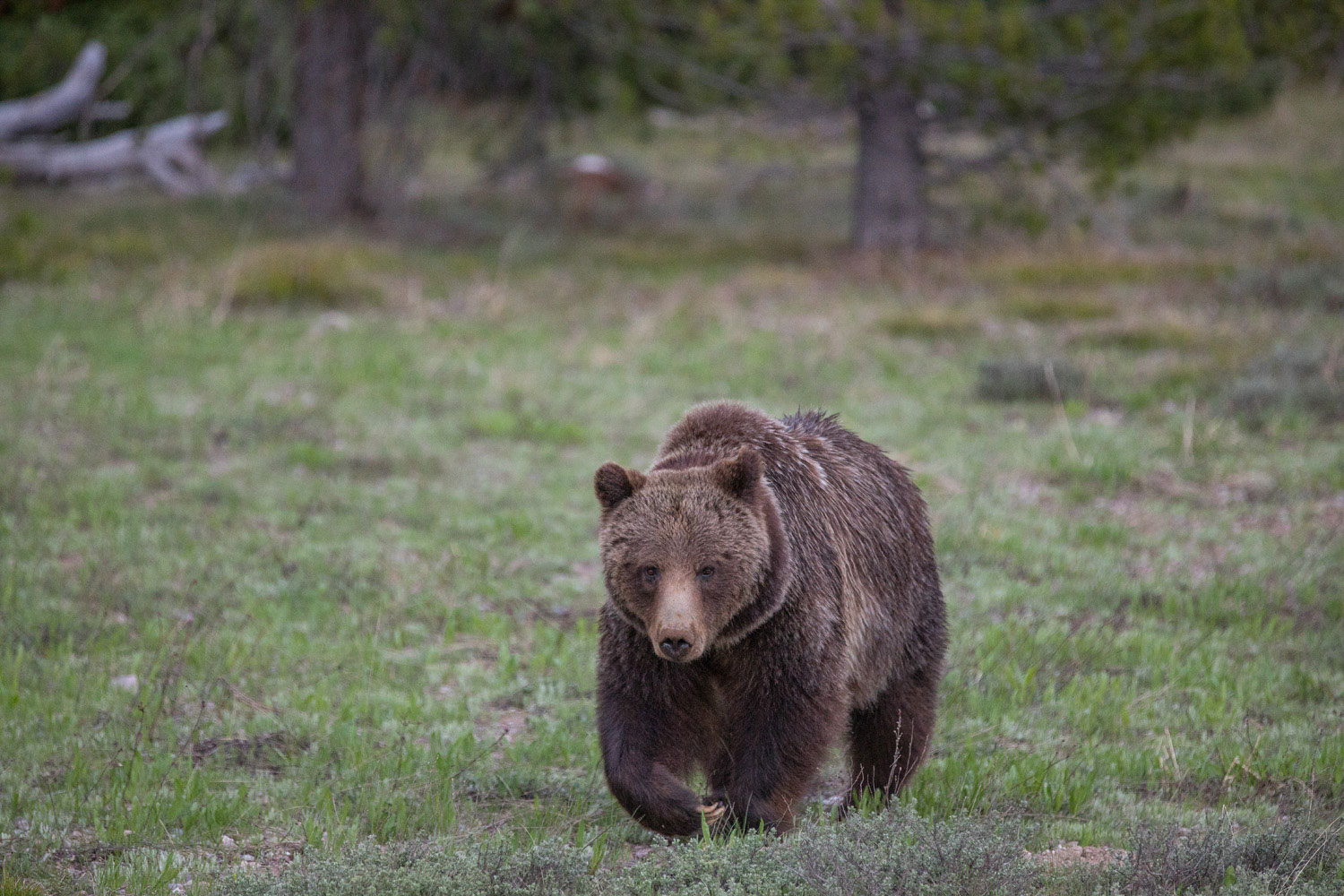 Grizzly 399, the grand matriarch of the Grand Tetons, makes her way down a greening meadow.  For just more than 20 years she...