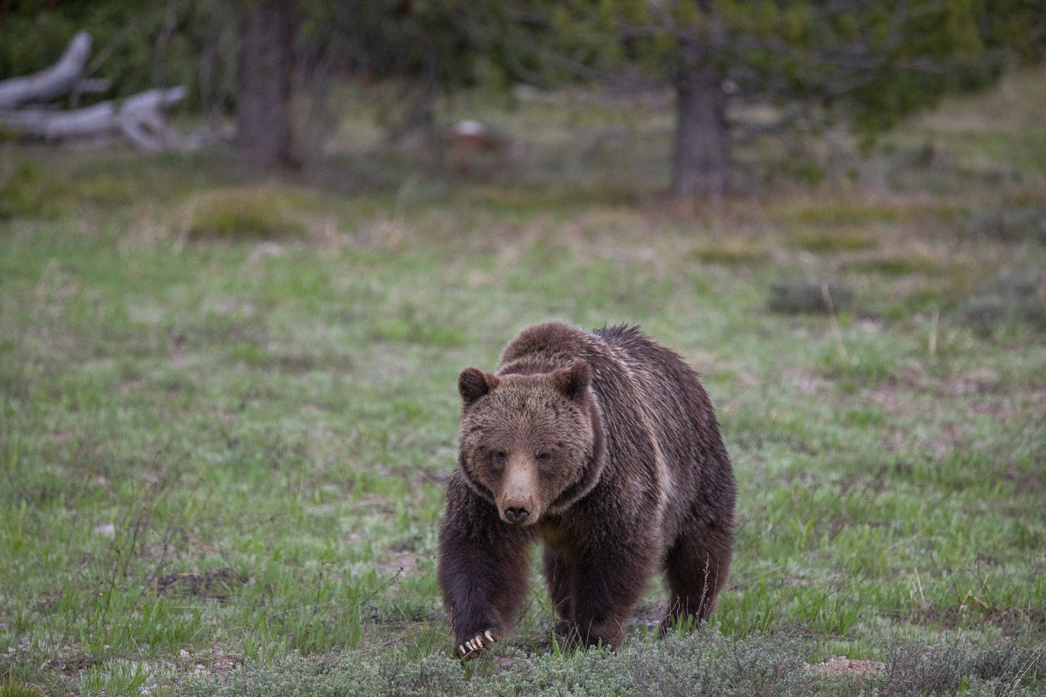 Still Going Strong She may be just over 20 years of age, but grizzly 399 remains an indomitable force.