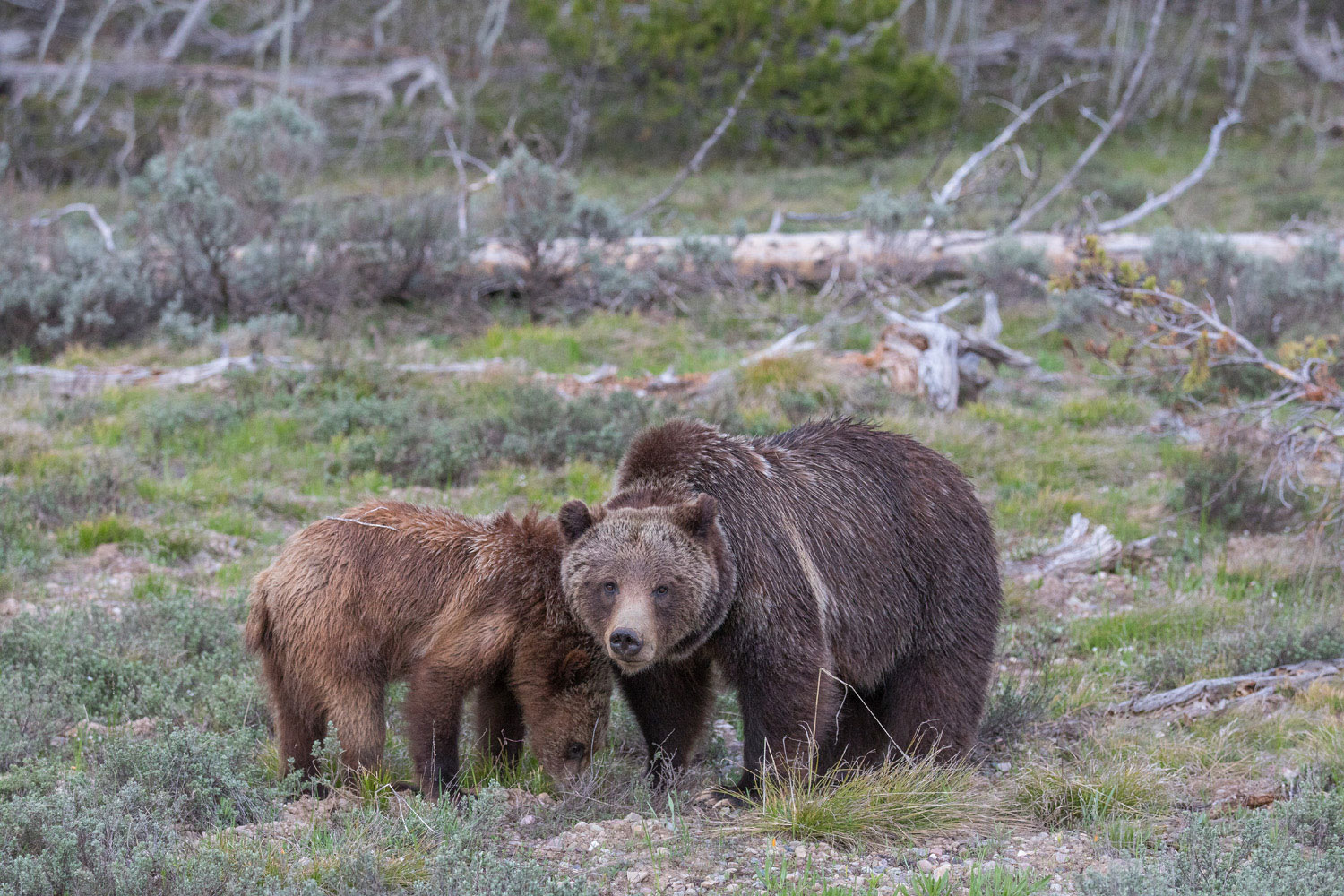 Grizzly 399 takes a wary glance as her cubs nonchalantly enjoy the security of her protection.