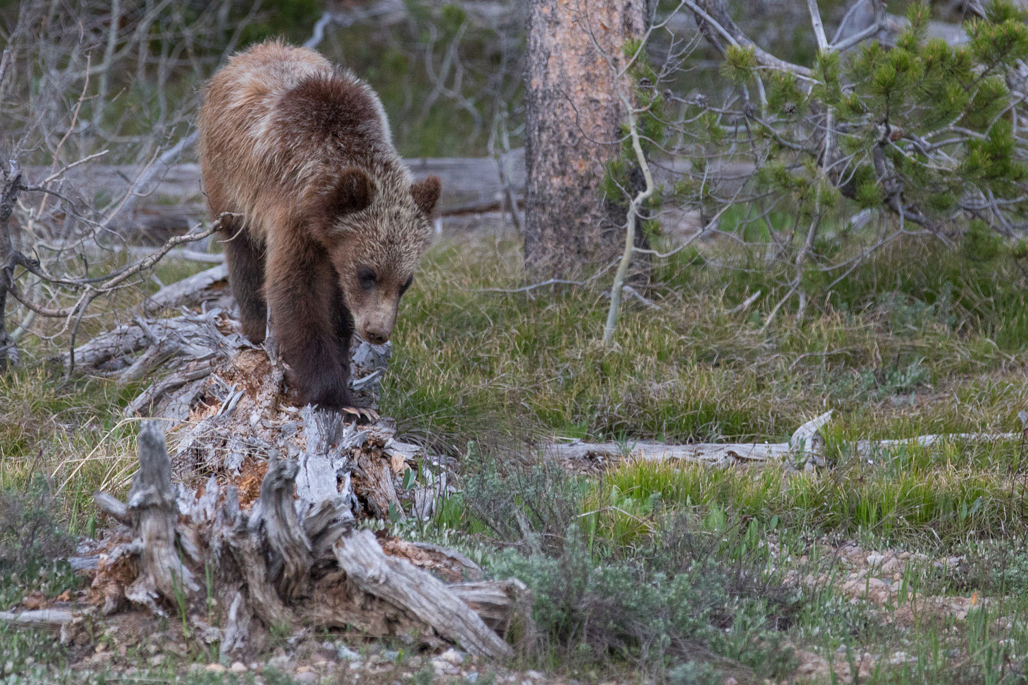 Balance Beam One of 399's cubs practices his balance atop a fallen timber.