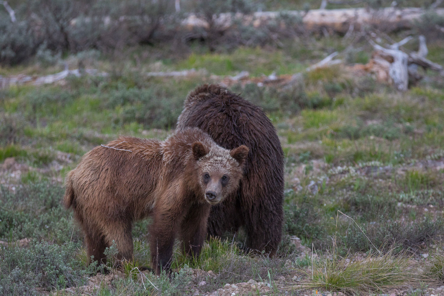 Grizzly 399 and one of her cubs forage on the emerging spring greens and roots of a meadow near their home on Pilgrim Creek.