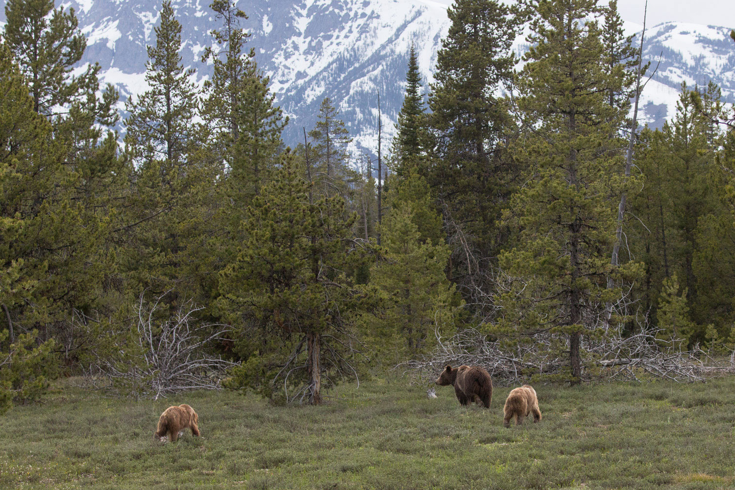 WIth the Grand Teton range rising in the background, 399 leads her family into the forest where they will spend much of the day...