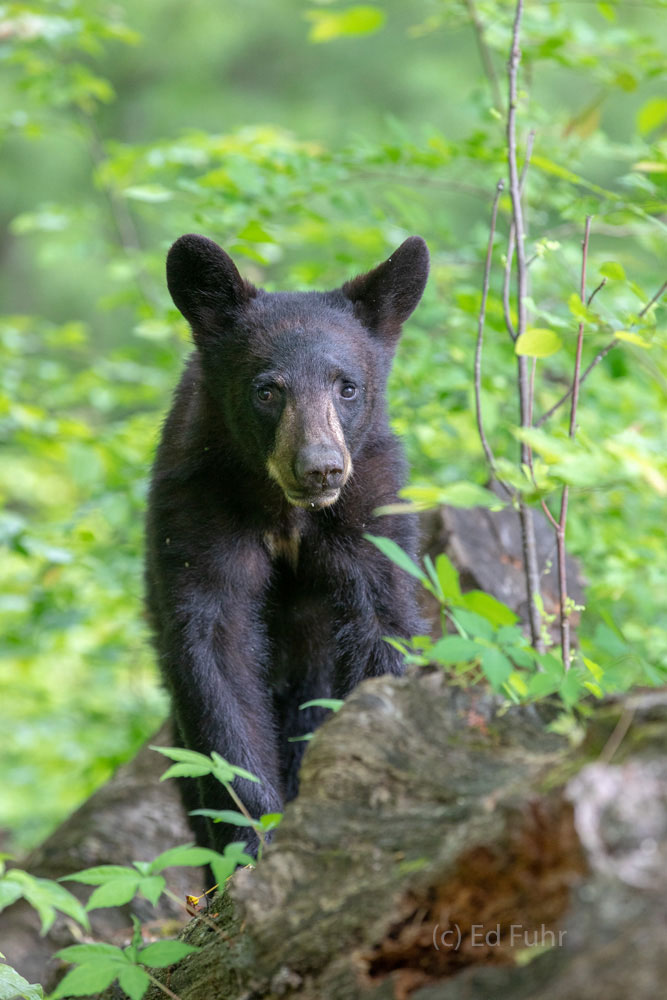 A young cub walks carefully down a fallen log to see where mom has gone.