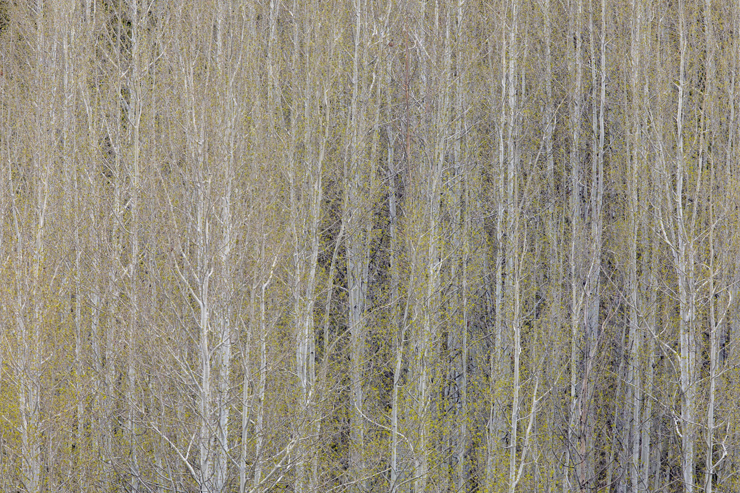 The first emerging green of spring in a thick aspen grove.