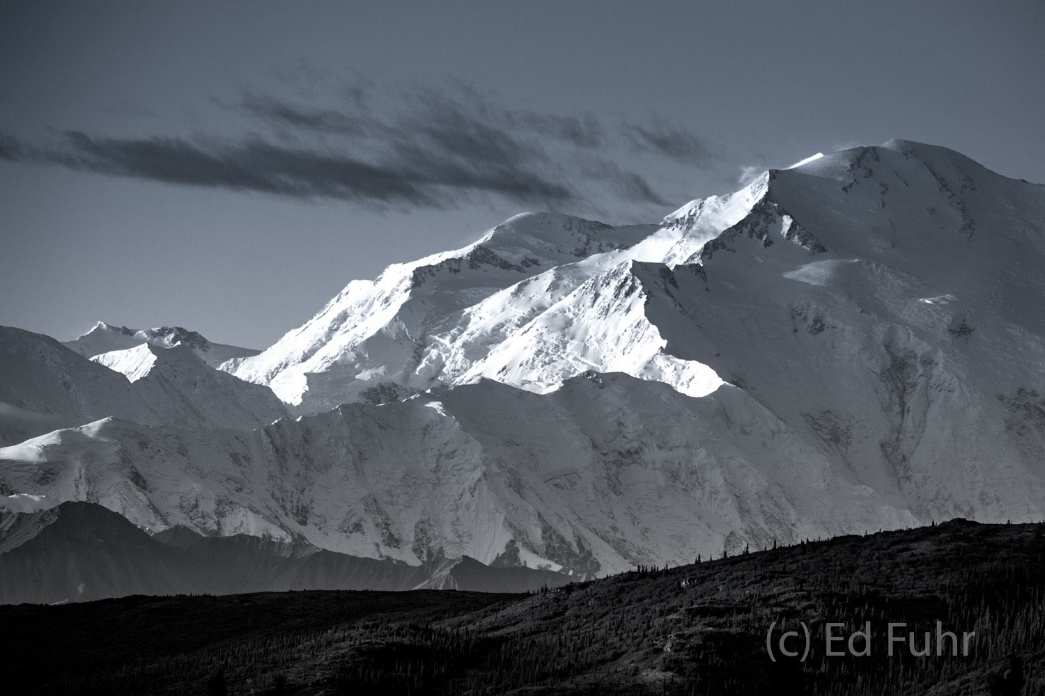 Classic Portrait of Denali Denali Portrait