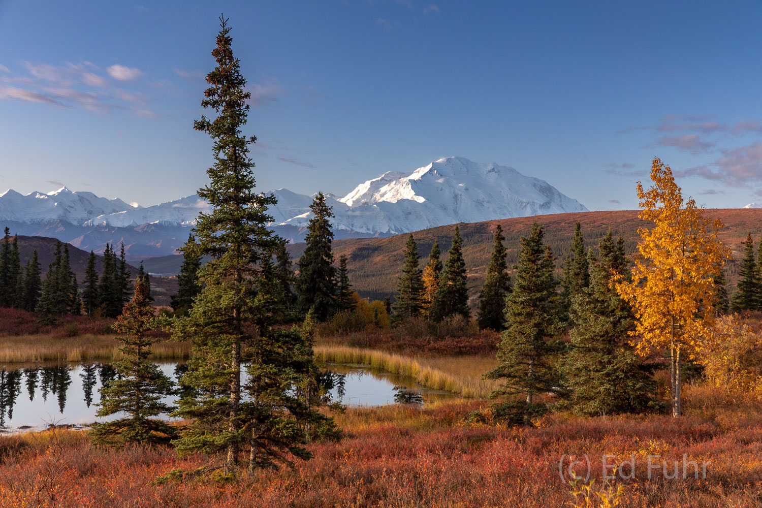 Golden leaves, red berry bushes, blue skies and a clear view of Mount Denali greet me at sunrise by Camp Denali.