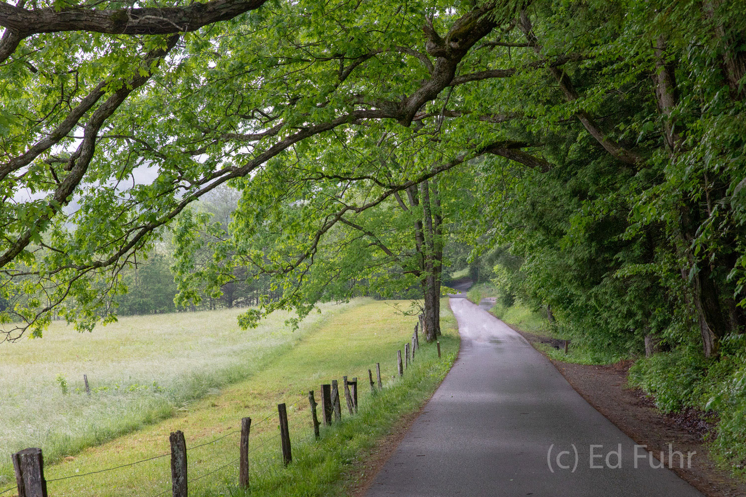 Large oaks hang over the Cades Cove Road as the Road makes its final climb.