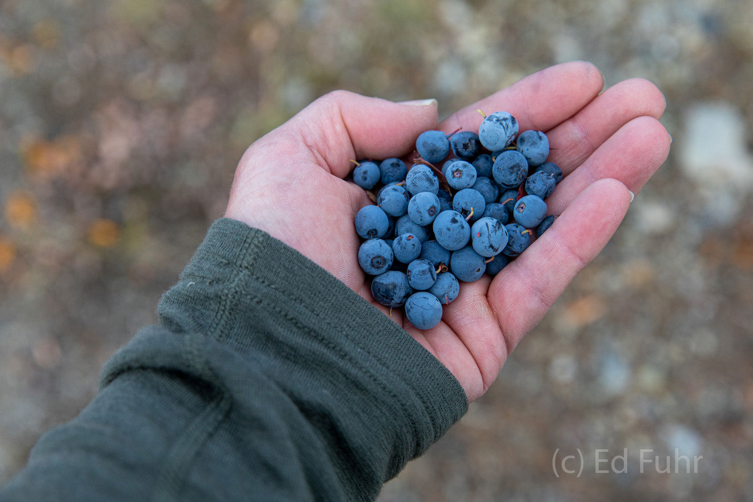A handful of blueberries.