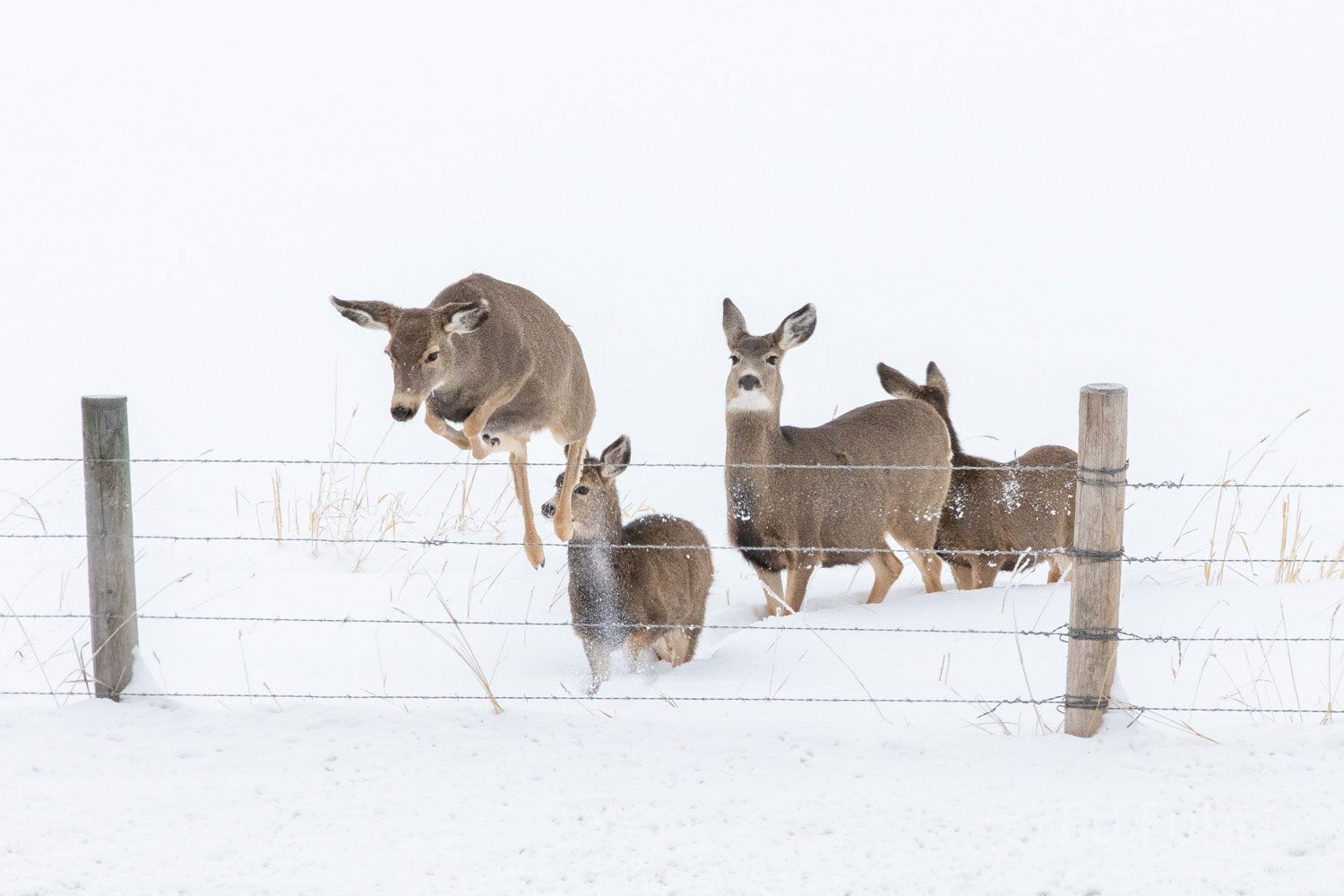 Four mule deer leap this fence to reach higher ground.  Leaps over such fences are easy in summer but in winter when there can...