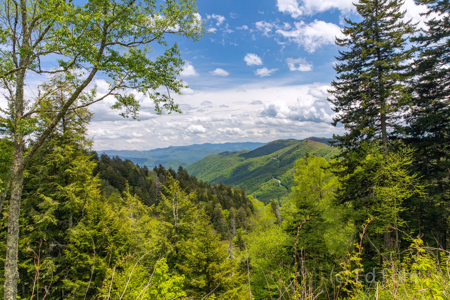 The greens of spring create a beautiful palette atop Newfound Gap.