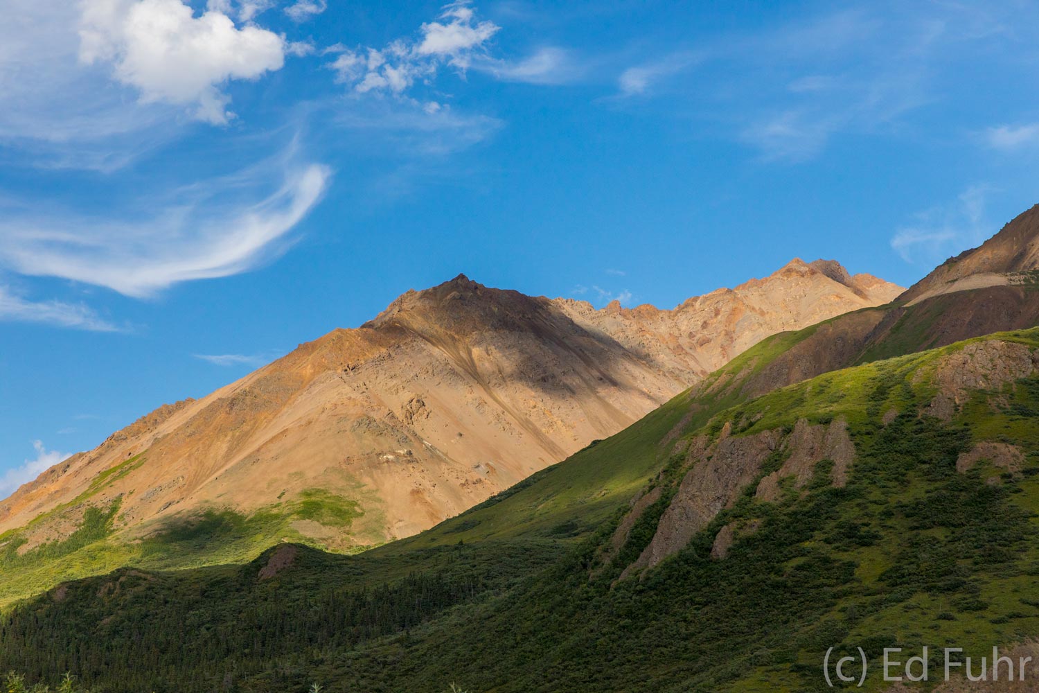 Sable Pass is often one of the best places to spot grizzly bears in Denali National Park.