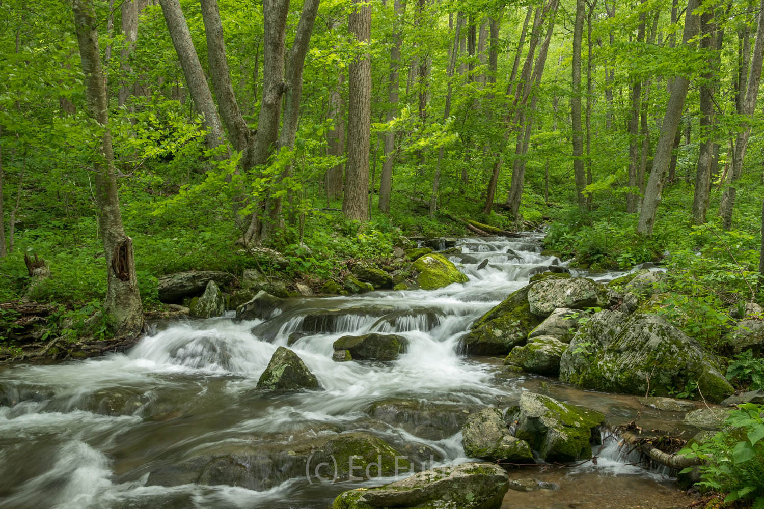 The highlight of any hike to South River waterfalls is not just the falls but the opportunity to hike along the stream and cascade...