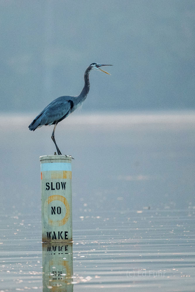 Watch Your Wake! A great blue heron squawks at a boater to slow down.