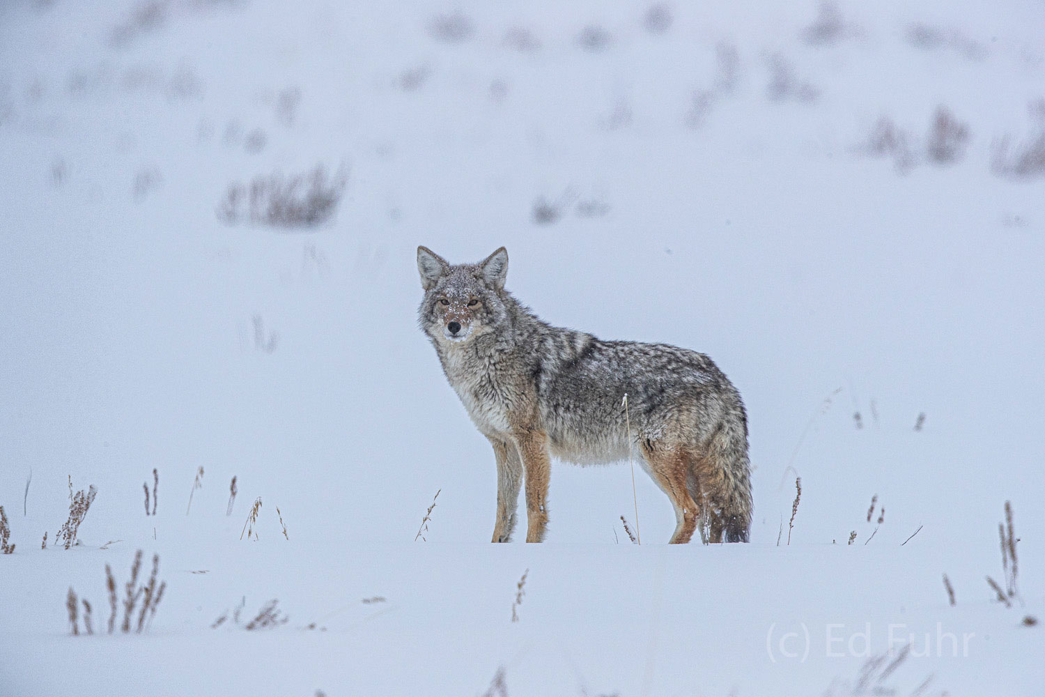 A coyote peers through the falling snow in search of food.