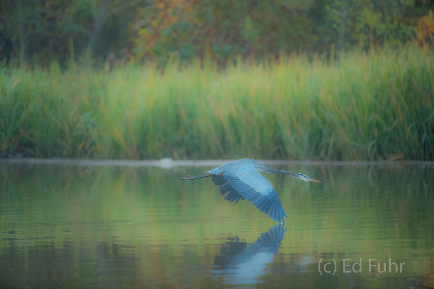 A great blue heron flies slowly across the still waters of the James River.