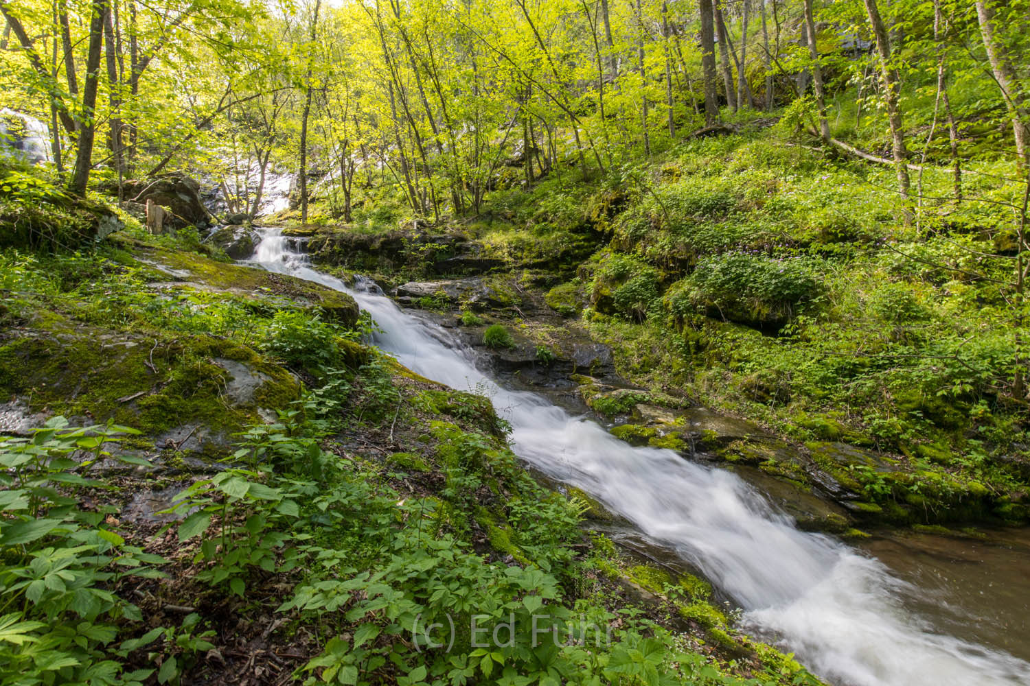 Jones Run Jones Run gathers forces just above the Jones Run waterfalls and slide.
