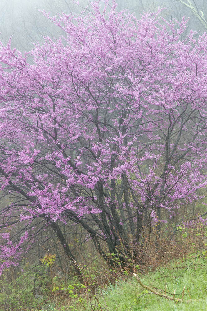 Redwood Bloom In a few select areas, redwood bloom in spring in Shenandoah National Park.