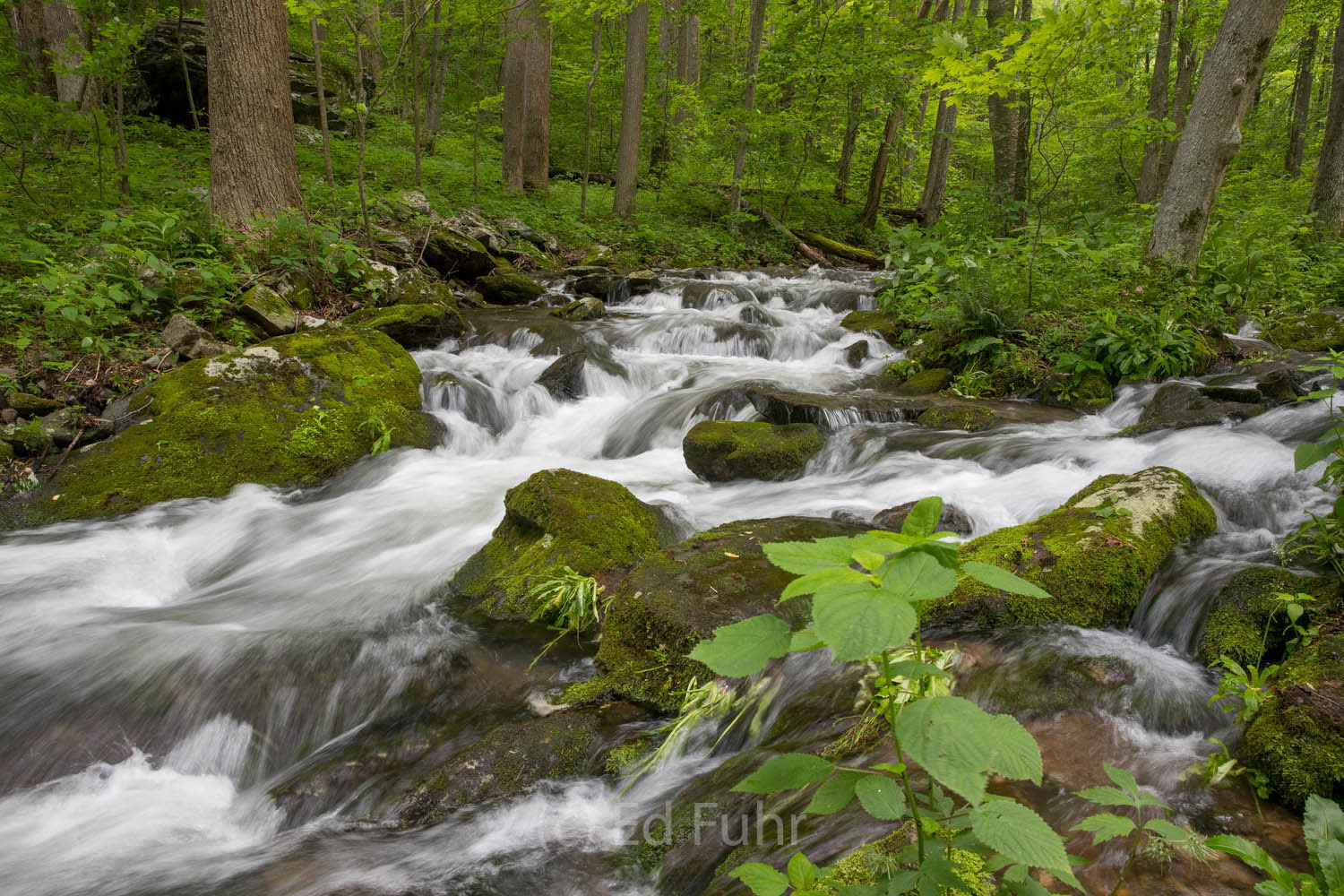South River South River streams its way along the trail to South River Falls.