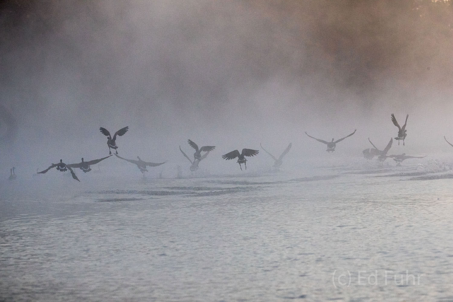 Dozens of geese lift off in the fog.