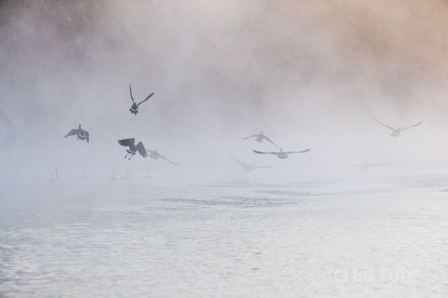 Canadaian geese and ducks blast off in the morning fog on the James RIver.