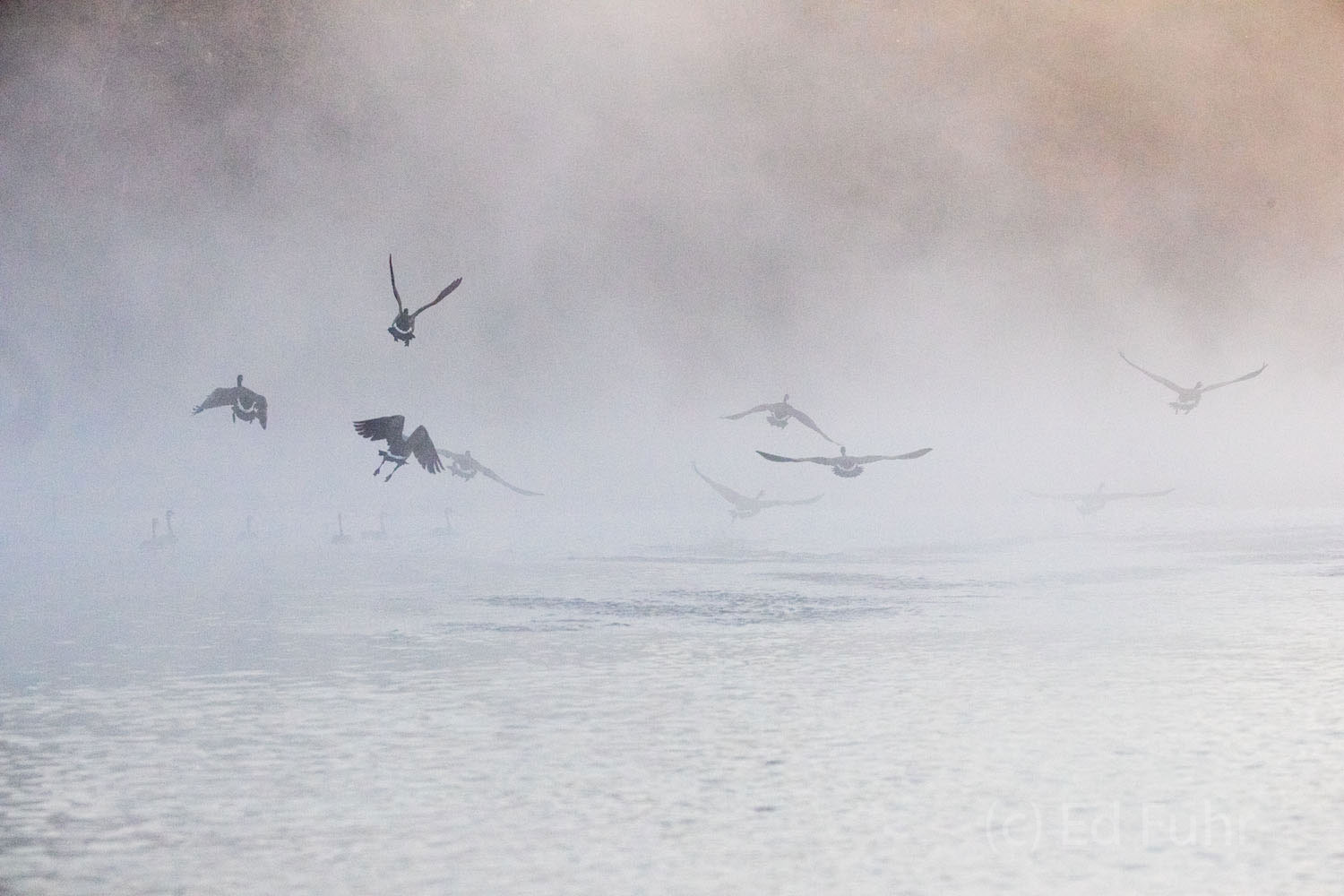 Morning Liftoff Canadaian geese and ducks blast off in the morning fog on the James RIver.