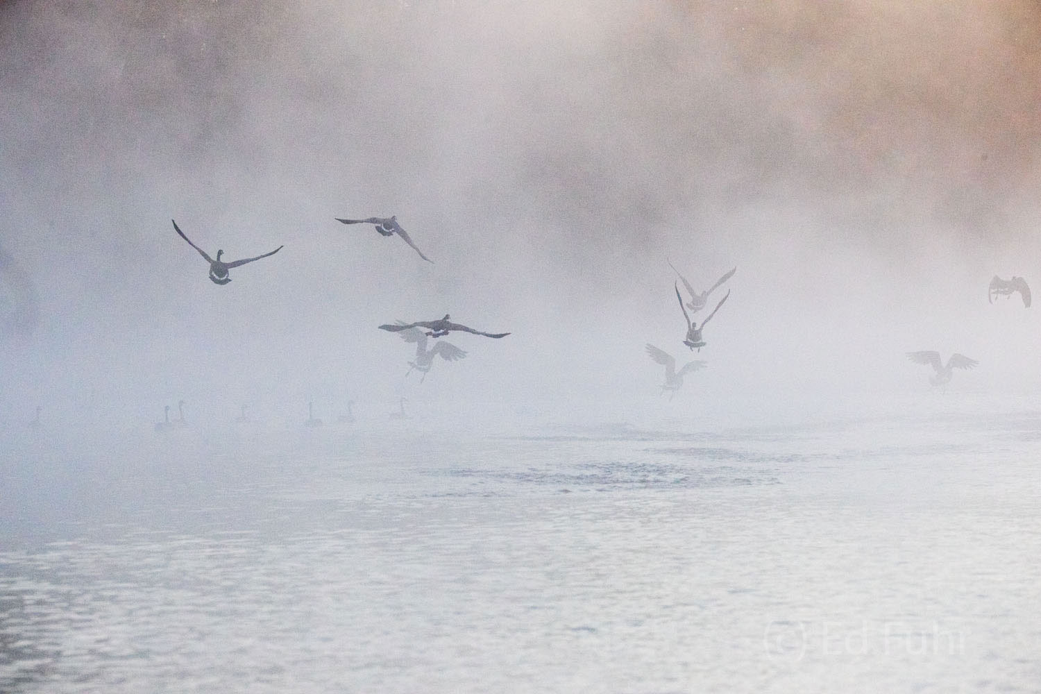 Before the Fog Hundreds of waterfowl beat a wary retreat as we slowly pull away from the pier.