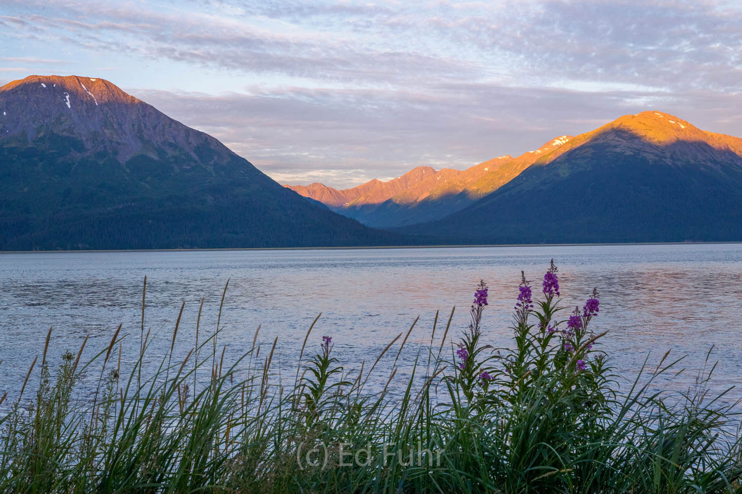 Sunrise tips the peaks across Turnagain Arm with a bank of fireweed on the shore.