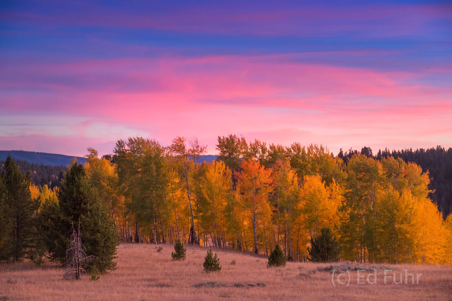 Autumn Glow Fall Glow Above Aspen