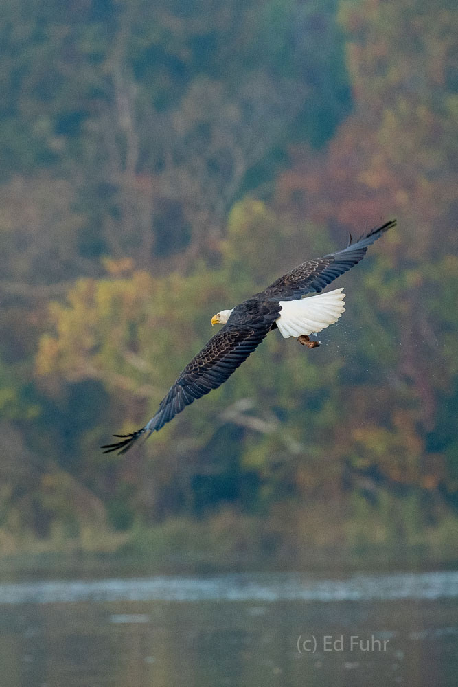 A bald eagle banks to take a closer look for fish in the James River.