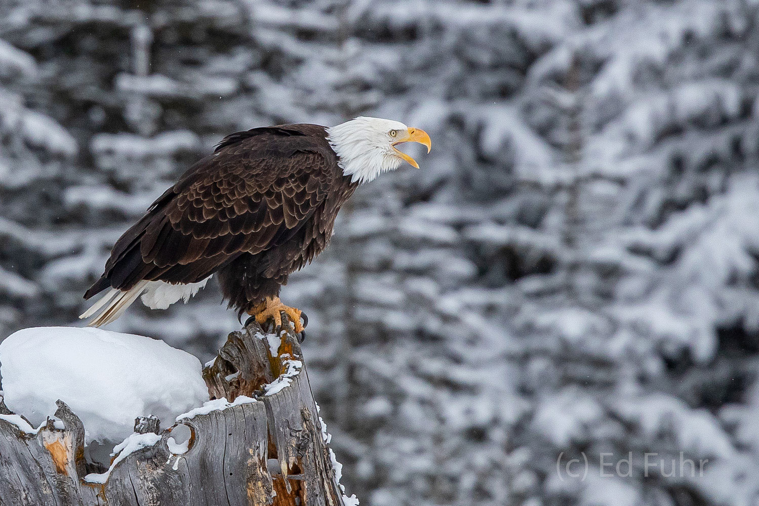 A bald eagle calls out to his mate who is feasting on a bison carcass behind some nearby pines.   They will take turns feeding...