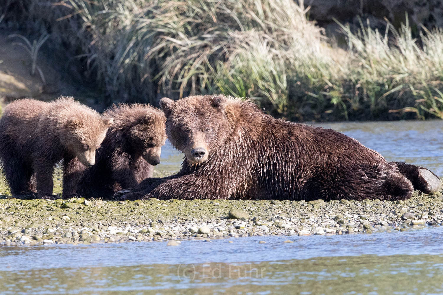brown bear, salmon, lake clark, alaska