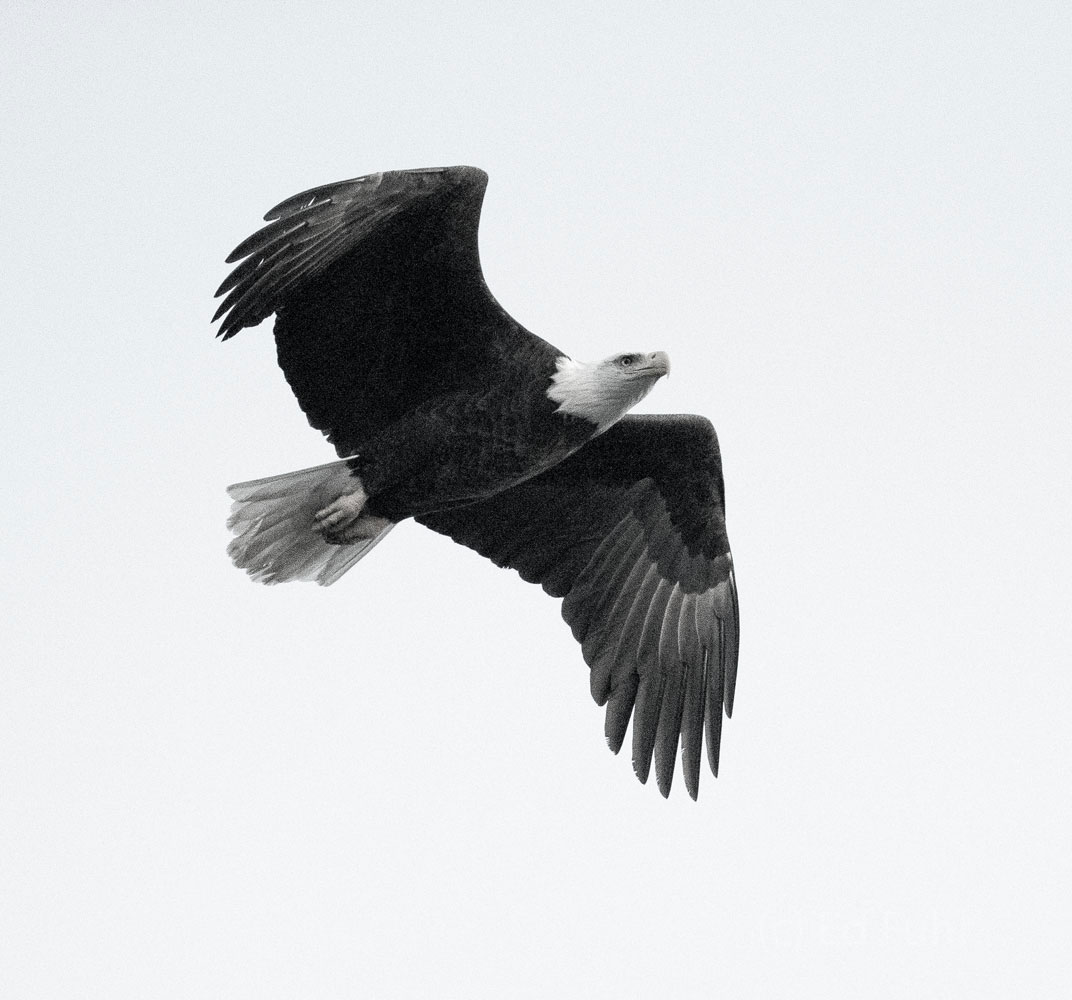 A bald eagle circles overhead.