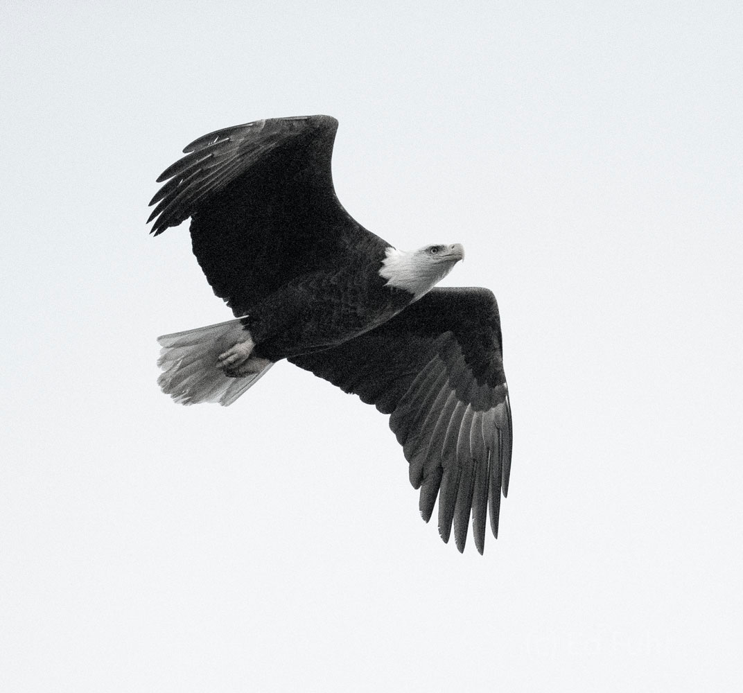 Bald Eagle Black and White A bald eagle circles overhead.