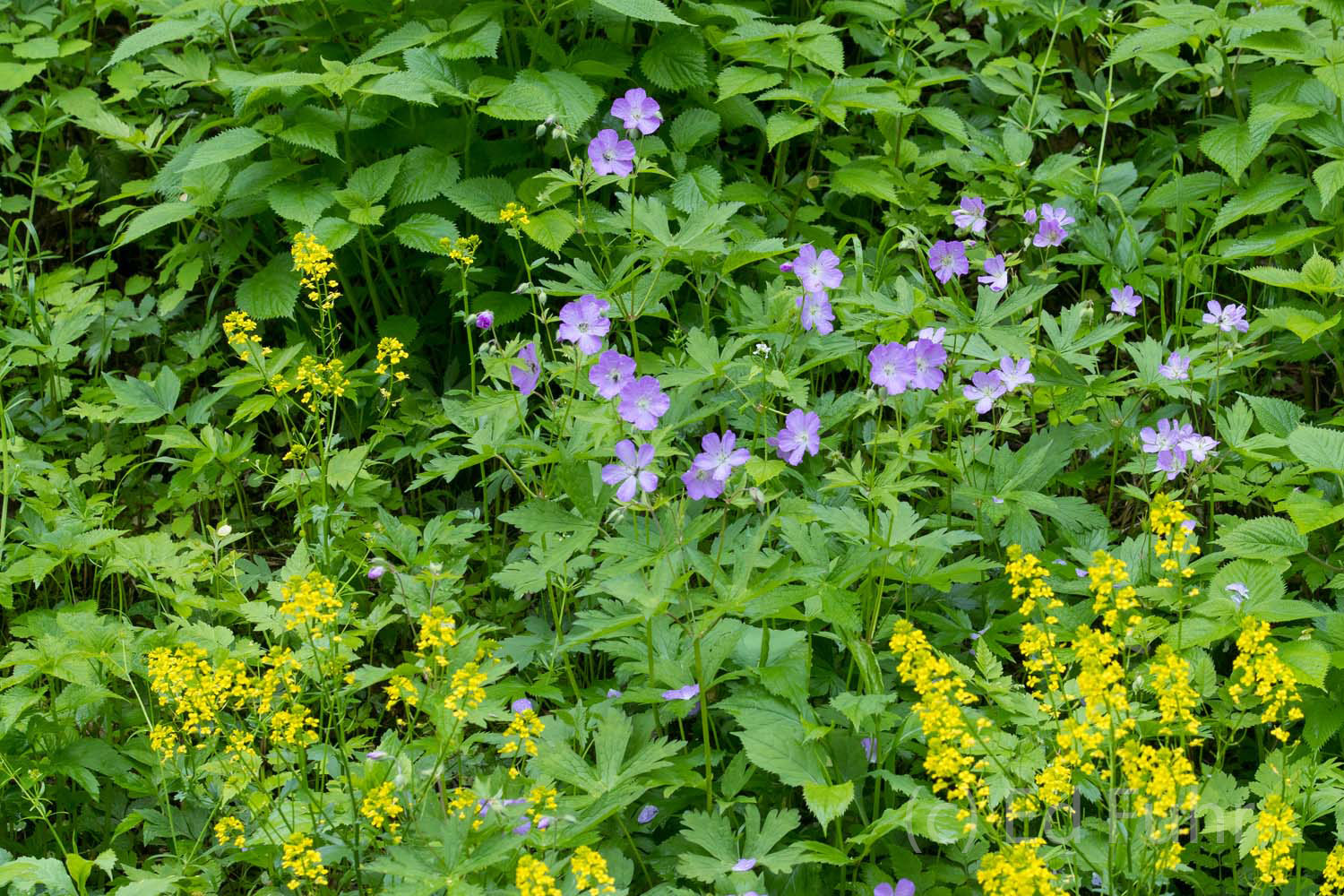 Geraniums bloom for much of the late spring and summer where there is sufficient moisture