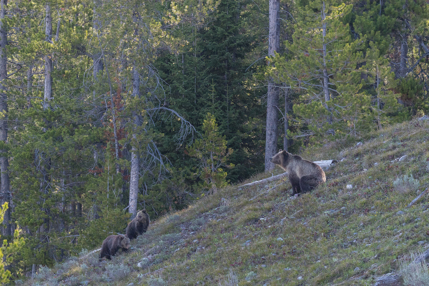 Girzzly Blondie leads her cubs from their home in the northern parts of Grand Teton National Park.  Spring is a time to replenish...
