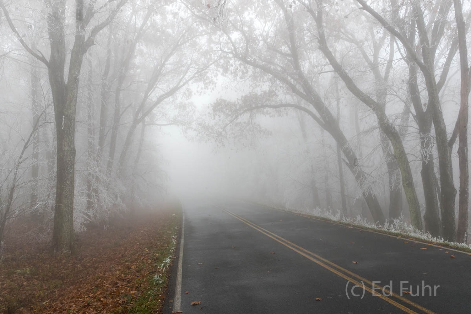Skyline Drive is surrounded by a heavy rime ice, and shrouded in fog.