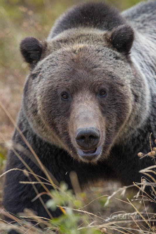 Bruno is among the largest and most powerful grizzlies in the Teton and Yellowstone region.