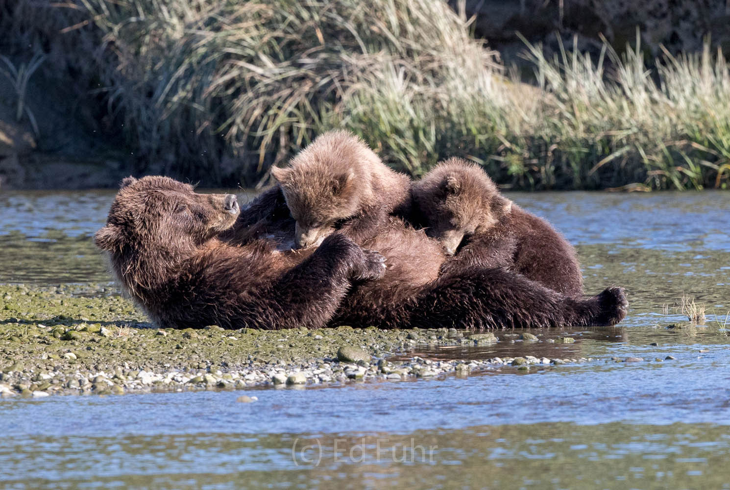 brown bear, salmon, lake clark, alaska