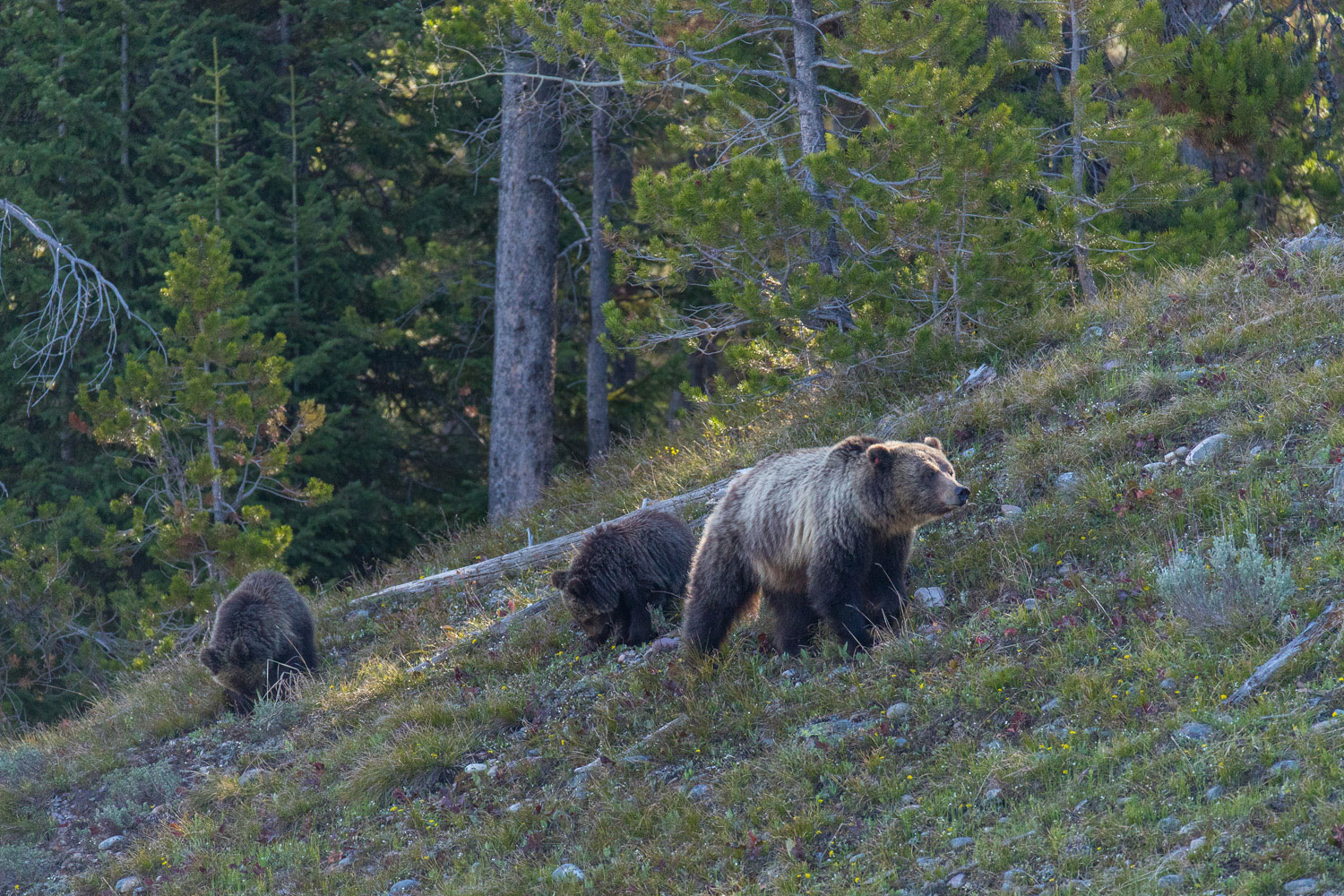Hillside Spectacle Grizzly Blondie and her two subadult cubs slowly graze across a hillside in the Grand Teton National Park.