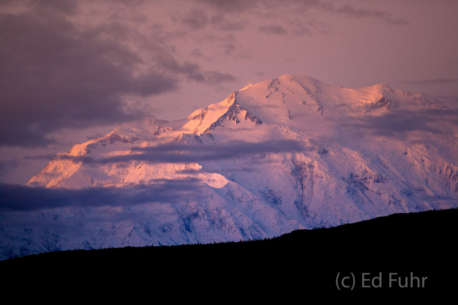 Denal's peak is cloaked in the pink light of early dawn