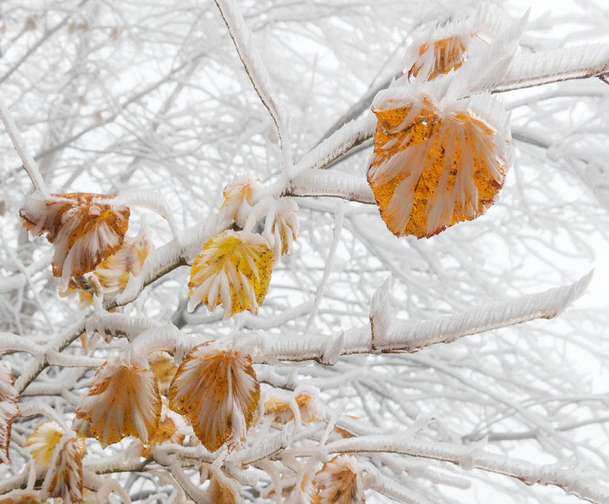 Rime Ice Coats the final fall leaves of a witch hazel.