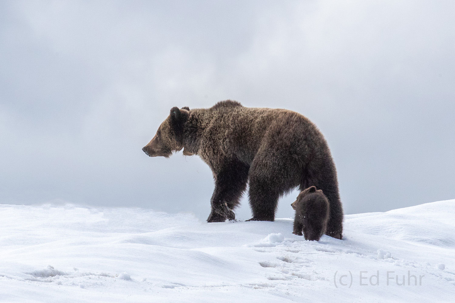 Slow Going Felicia and Pepper slowly pick their way across this snowy mountain as yet more clouds and snow begin to blow.