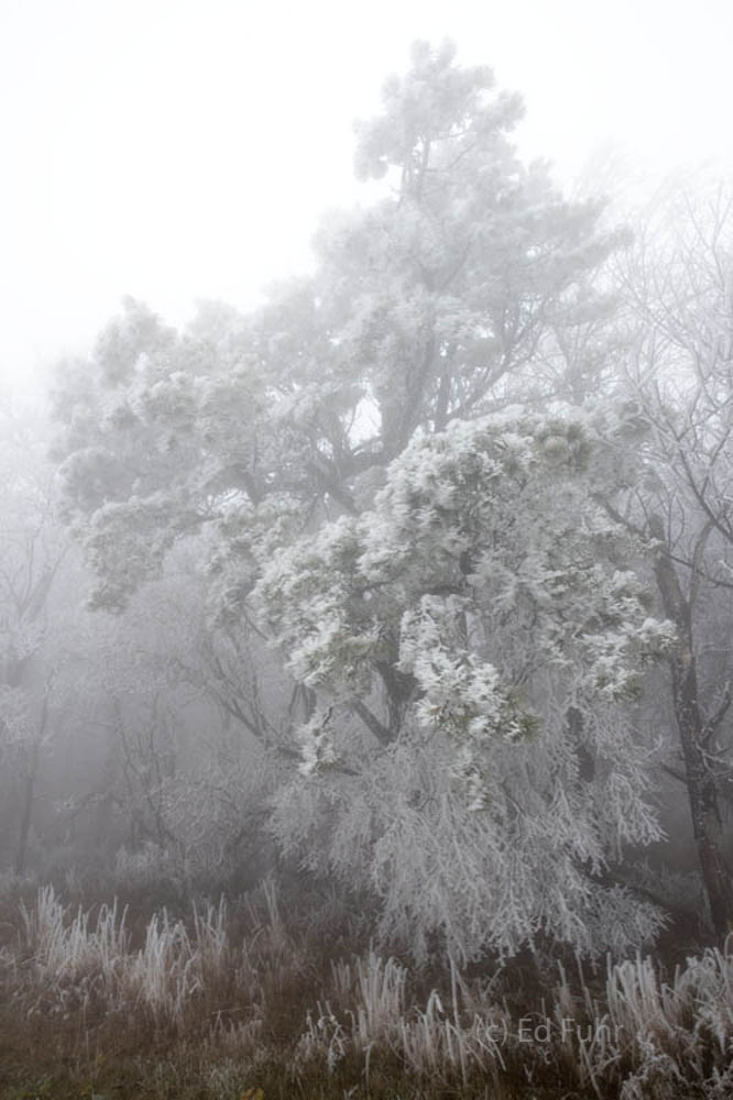 Rime ice, formed when fog freezes, coats the trees along Skyline Drive.