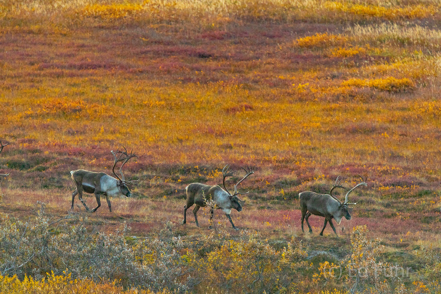 Three carribou cross the Denali autumn landscape