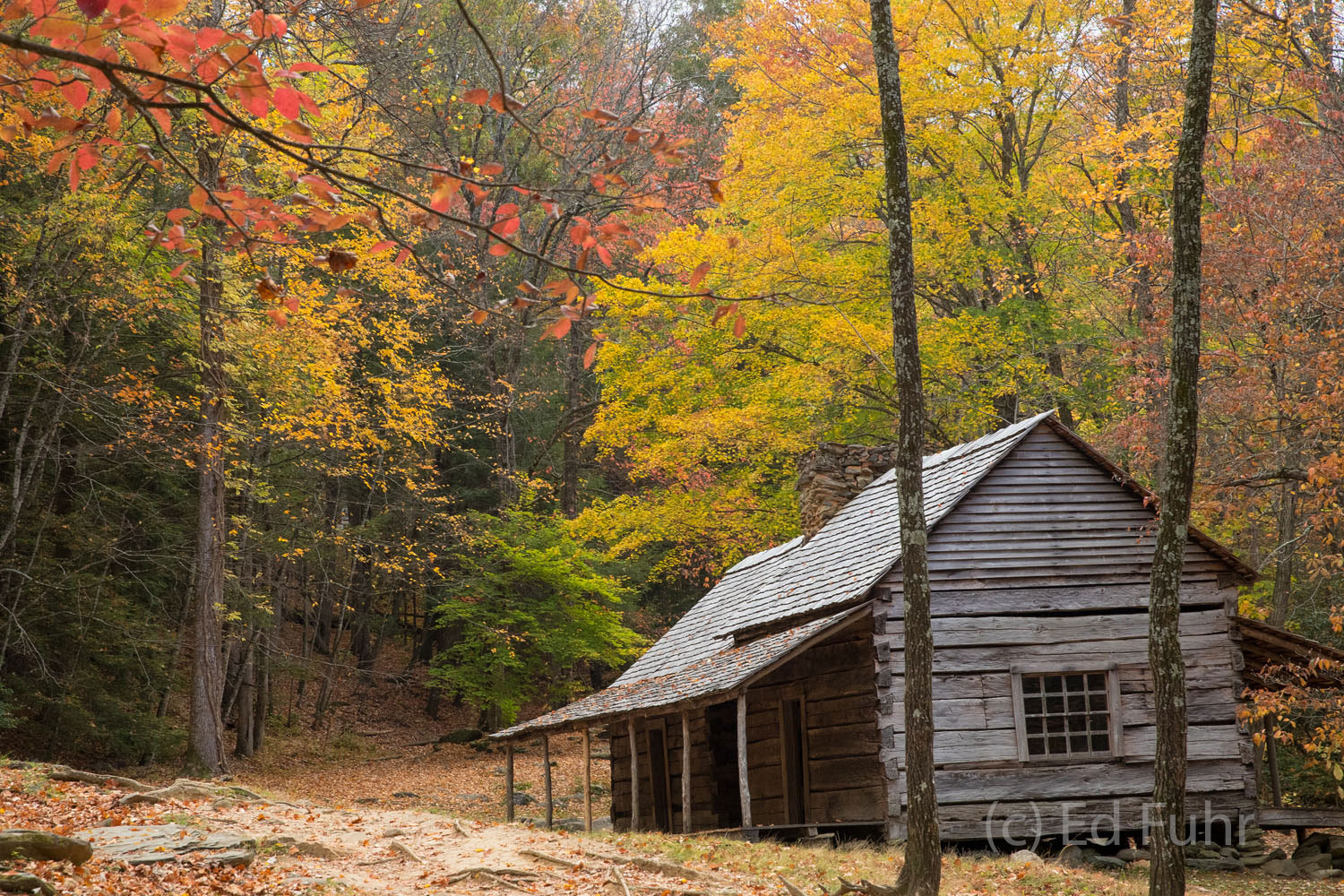 Fall colors surround Bug Ogle cabin along Roaring Fork.  The cabin was built in the 1880s is one of the earliest "saddlebag"...