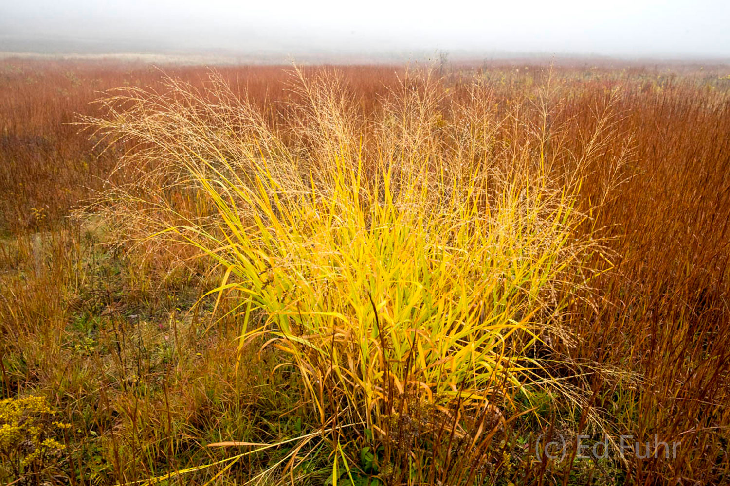 Golden grass contrasts with the ruby red berry bushes in Big Meadows.